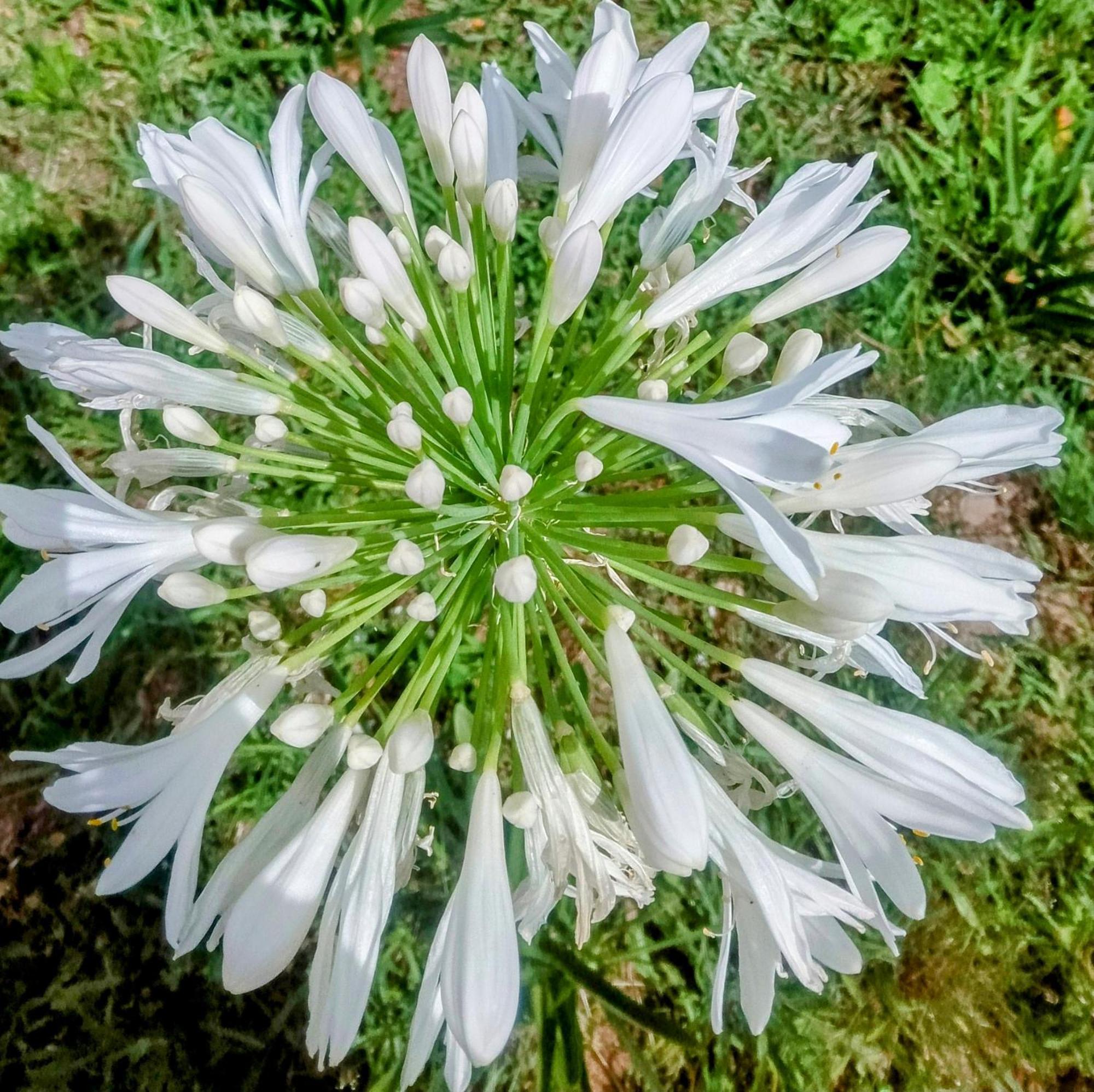 OuzendaCasa Virginia公寓 外观 照片